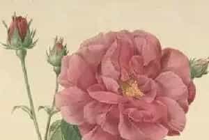 宝珀女装系列花朵腕表：带你赏世界的画