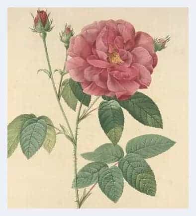 宝珀女装系列花朵腕表：带你赏世界的画_第1张