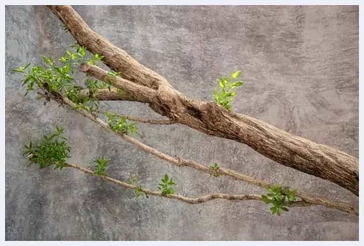 用双脚来体验的树屋型博物馆_第4张