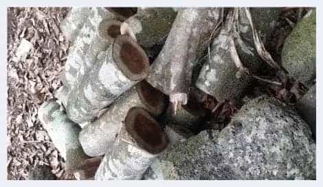 几个原因告诉你：海南黄花梨价格为啥狂涨_第6张