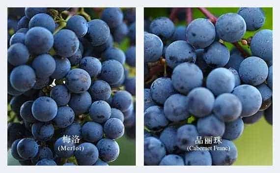 波尔多之梦 赵薇和她的梦陇葡萄酒庄_第14张