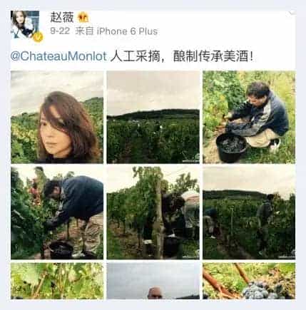 赵薇梦陇酒庄的那些事儿_第10张
