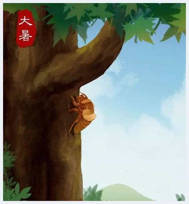 奇形怪状俏金蝉,吃知了挺好,看知了也不错_第1张