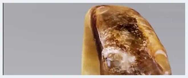 河南出土的玉器可真美!西周蝉纹玉饰一出场,我就被惊艳到啦!_第3张