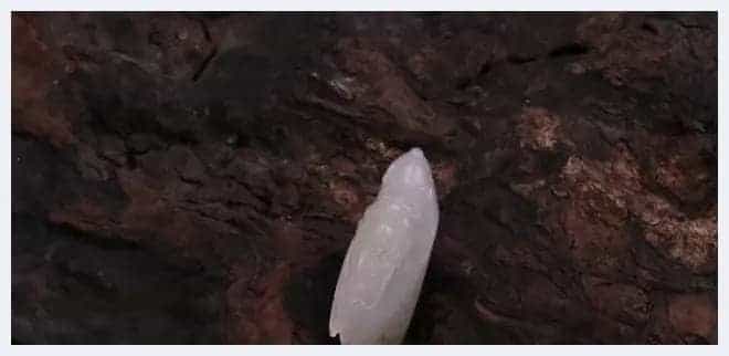 题材｜玉雕题材里，它流传千年名叫玉蝉_第7张