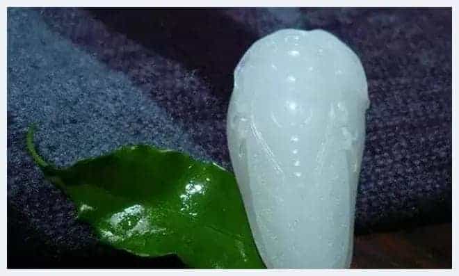 奇形怪状俏金蝉,吃知了挺好,看知了也不错_第28张