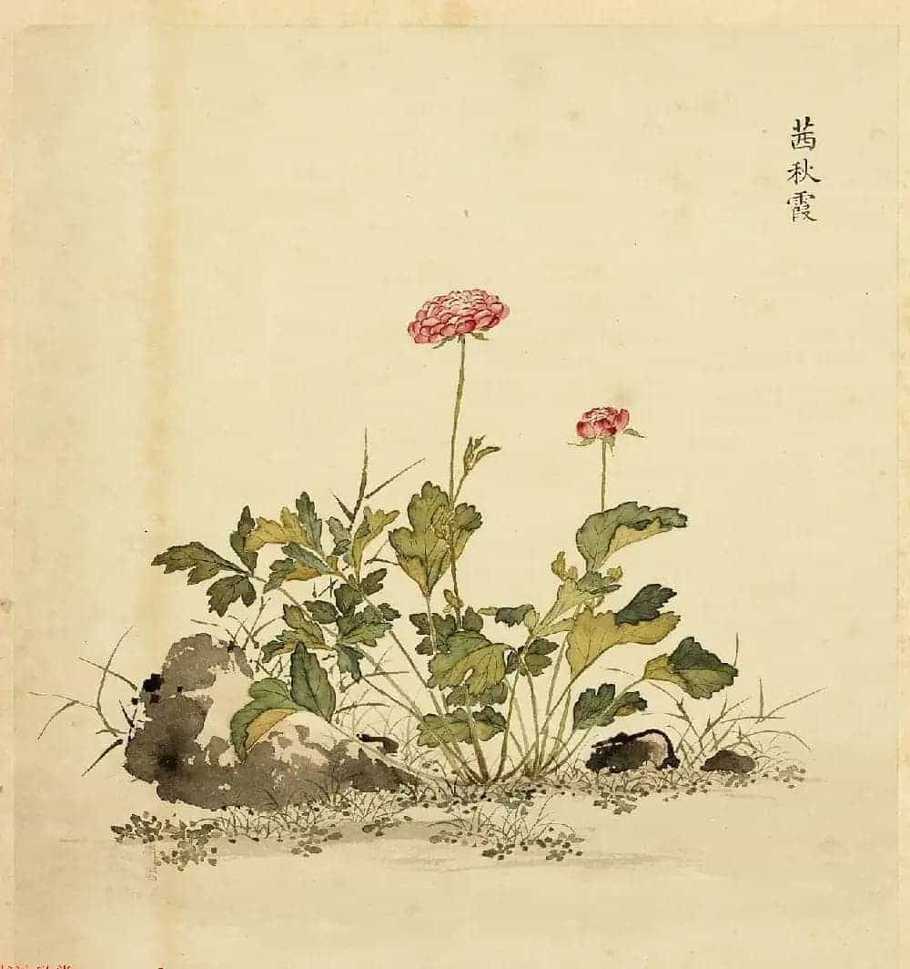 传世字画册页《海西杂卉》余省绘画+于敏中书法_第7张