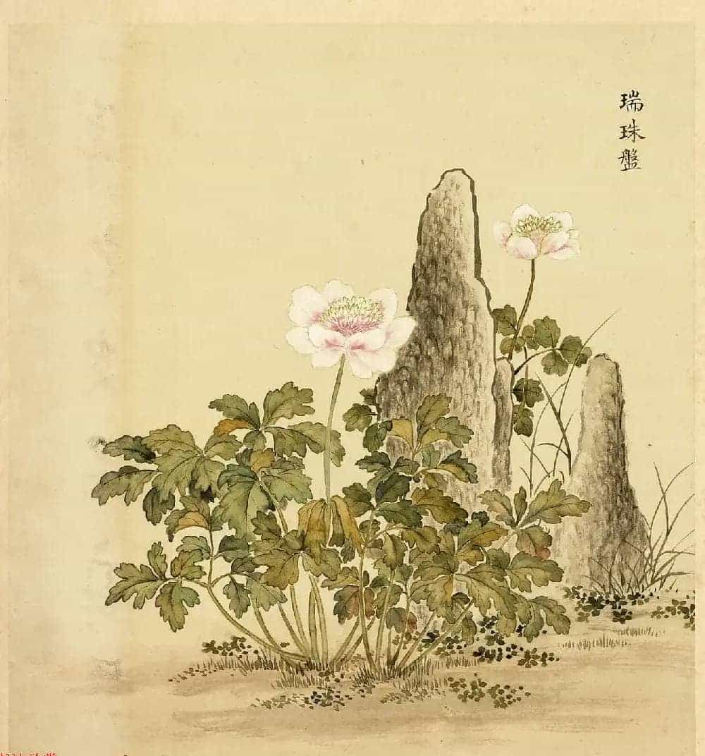 传世字画册页《海西杂卉》余省绘画+于敏中书法_第3张
