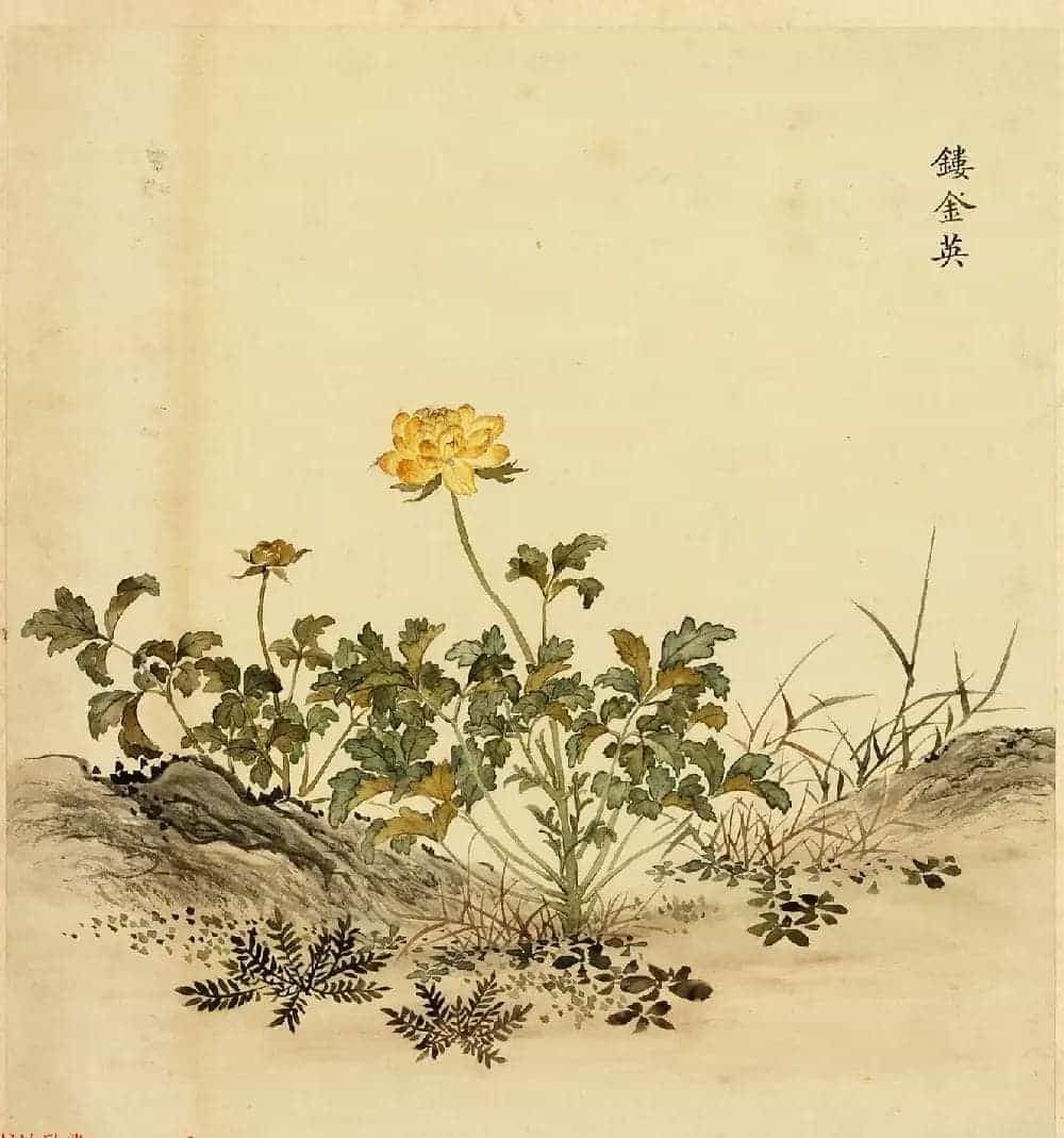 传世字画册页《海西杂卉》余省绘画+于敏中书法_第9张