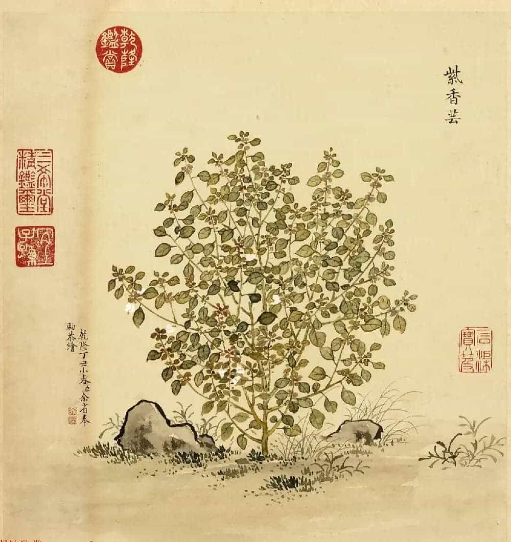 传世字画册页《海西杂卉》余省绘画+于敏中书法_第11张