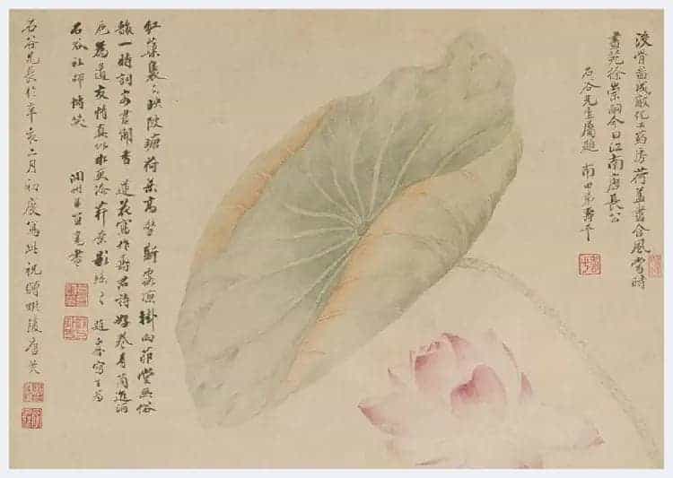 唐苂恽寿平《红莲绿藻图》欣赏_第2张